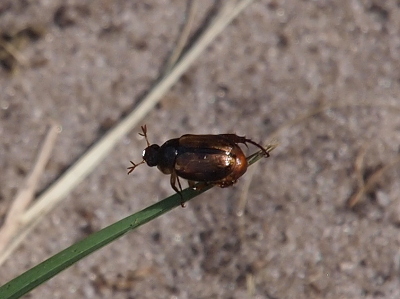 [The dark brown beetle perched at the end of a piece of grass has two antennae coming from its head, which is smaller than the center portion of its body and which is then smaller than the back portion of the body containing its folded wings. At the end of the main portion of each antenna are three small pieces of antenna. The shaping is similar to what antlers would be on a deer.]